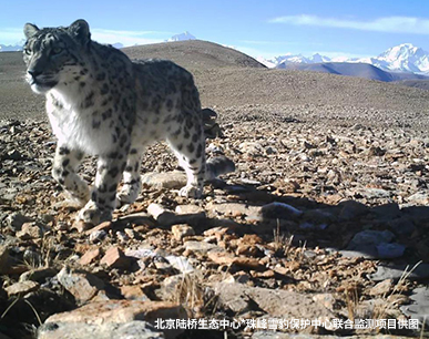 珠峰雪豹保护计划